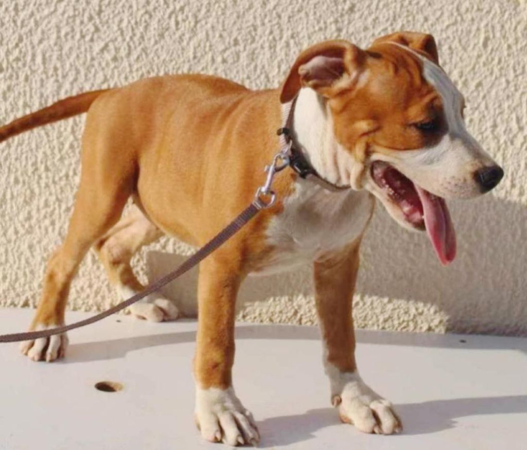 De La Skylé Aréna - Chiot disponible  - American Staffordshire Terrier